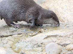 Asian short-clawed otters at the London Wetlands Centre