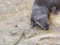 Asian short-clawed otters