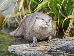 Asian short-clawed otters at London Wetlands Centre