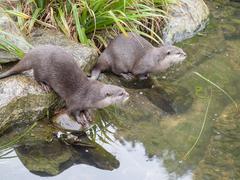 Asian short-clawed otters at London Wetlands Centre