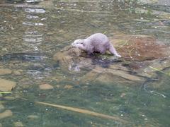 Asian short-clawed otters at London Wetlands Centre