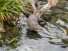 Asian short-clawed otters at the London Wetlands Centre