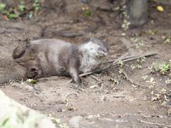 Asian short-clawed otters at London Wetlands Centre