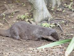 Asian short-clawed otters at London Wetlands Centre