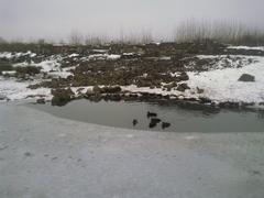 Tundra at the London Wetland Centre