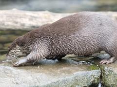 Asian short-clawed otters at London Wetlands Centre