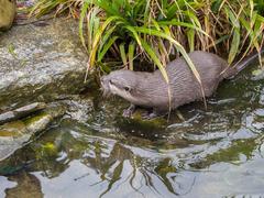 Asian short-clawed otters at London Wetlands Centre