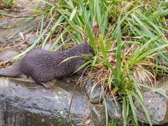 Asian short-clawed otters at London Wetlands Centre