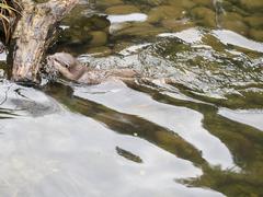 Asian short-clawed otters at London Wetlands Centre