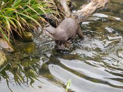 Asian short-clawed otters at London Wetlands Centre