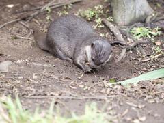 Asian short-clawed otters at London Wetlands Centre