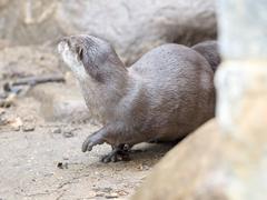 Asian short-clawed otters at London Wetlands Centre