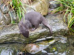 group of Asian short-clawed otters