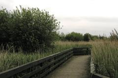 WWT London Wetland Centre in summer with greenery and water