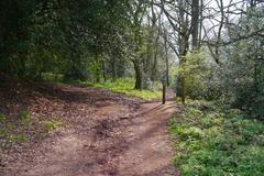 Path junction in the woodland on Nag Hill