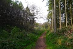 A path through Deep Wood