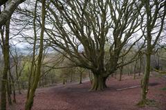 pollarded beech