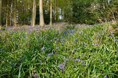 A sea of bluebells in Deep Wood