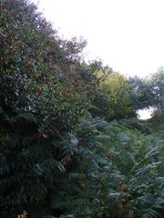 Berry Path nature trail in the UK