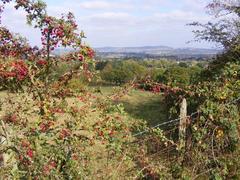 Berry View