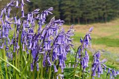 Bluebells in the Clent Hills