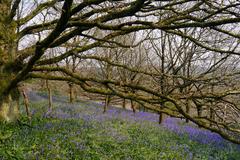 Bluebells on the southern slopes of Clent Hill