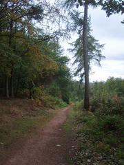 Clent Deep Wood Path