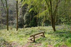 a bench in Deep Wood