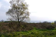 Birch tree on Walton Hill