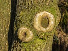 Walks through the low moorland marshes De Deelen with scar of sawn off branch