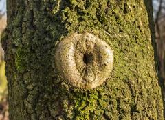 Scar of sawn off branch in De Deelen low moorland marshes