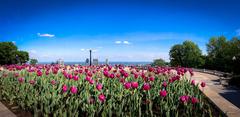 Montreal skyline with tulips in Mount Royal Park