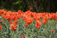 Tulips at Mount Royal lookout