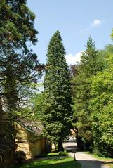 Schloss Hollenegg with old trees in the park, Hollenegg, Styria, Austria