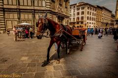 horse standing on a street in Florence, Italy