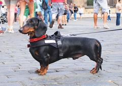 dog on Hradčanské náměstí