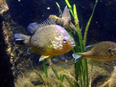 Carassius carassius and its reflection in aquarium in Sea Life Munich