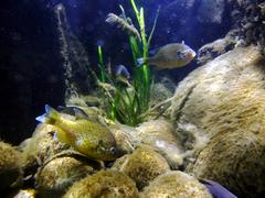 Carassius carassius fish swimming in Sea Life Munich aquarium