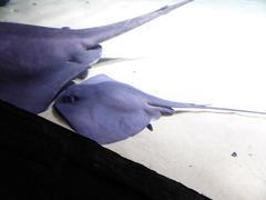 Blue-spotted stingray swimming in the sea