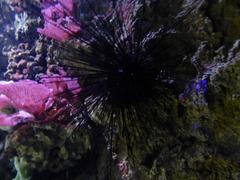 close-up of a sea urchin underwater