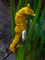 Tiger Tail Seahorse in sea life Munich