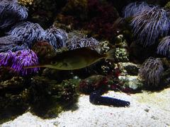 Longnose hawkfish in an aquarium