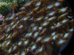 Krustenanemone in Sea Life München