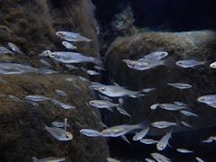 Scardinius erythrophthalmus fish in Munich Sea Life Aquarium