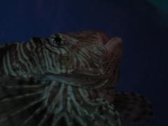 lionfish swimming in an aquarium