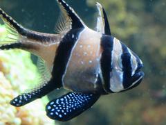 Banggai Cardinalfish in an aquarium