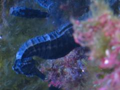 a seahorse in Sea Life Munich aquarium