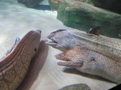 Group of moray eels in Sea Life Munich