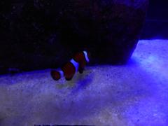 Clownfish in sea life Munich