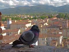 Rock Dove in Torre Guinigi window